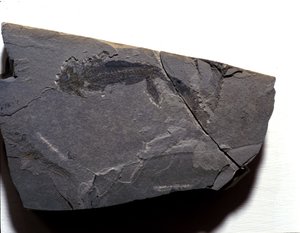 Prehistorya: Permiyen dönemi, Paleozoik dönem. Branchiosaurus (Brahiopode) fosili. Almanya