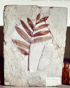 Prehistorya: Bolca Dağı (İtalya) bölgesinden kireçtaşında dal fosili. Eosen dönemi. Museo civico di storia naturale, Milano by Prehistoric Prehistoric