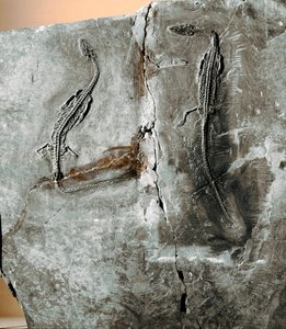 Tarih öncesi: dinozor fosili pachycephalosaurus. Kretase dönemi. Sivil Tarih Müzesi, Milano by Prehistoric Prehistoric