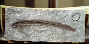 Tarihöncesi: Bolca Dağı (İtalya) bölgesinden balık fosili Eomirus Formosissimus. Eosen dönemi. Sivil Tarih Müzesi, Milano by Prehistoric Prehistoric