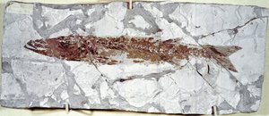 Tarihöncesi: Bolca Dağı (İtalya) bölgesinden balık fosili Sphyraena Bolcensis. Eosen dönemi. Museo civico di storia naturale, Milano by Prehistoric Prehistoric