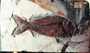 Tarih öncesi: Bolca Dağı (İtalya) bölgesinden Sparnodus Elongatus balığı fosili. Eosen dönemi. Museo civico di storia naturale, Milano by Prehistoric Prehistoric