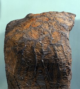 Prehistorya: Stromatolit (veya stromatolit), deniz kayası, arkeozoik dönem fosili. Moritanya