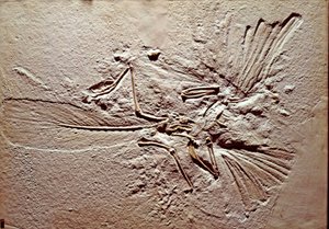 Tarih öncesi: Solnhofen (Almanya) bölgesinden Archaeopteryx (archeopteryx) Lithographica kuşunun fosili. Üstün Jura. Museo civico di storia naturale, Milano by Prehistoric Prehistoric