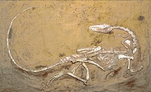 Tarih Öncesi: Dinozor Coelophysis