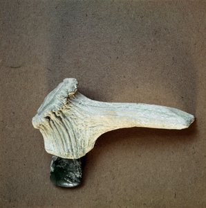 Tarih öncesi: Pollera (Finale Ligure), Liguria mağarasından geyik boynuzu saplı yeşil taş balta. Orta Neolitik, Taş Devri. Genler, museo di archeologia ligure by Prehistoric Prehistoric