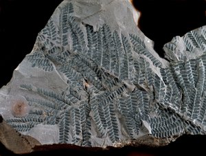 Prehistorya: yüksek karbonifer dönemi. Eğrelti otu ailesine ait Acitheca Poymorphe fosili. Almanya