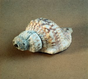 Prehistorya: Triton nodifer
