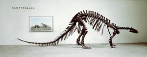 Tarih öncesi: camptosaurus dinozorunun iskeleti (Camptosaurus Brown). Üstün Jura Dönemi. Museo civico di storia naturale, Milano by Prehistoric Prehistoric