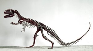 Tarih öncesi: dinozor Allosaurus fragilis