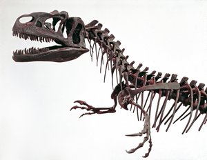 Tarih öncesi: dinozor Allosaurus fragilis