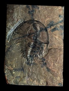 Tarih öncesi: trilobit Olenellus fosili (eklem bacaklılar). Paleozoik Çağ, Kambriyen dönemi. Utah, Amerika Birleşik Devletleri