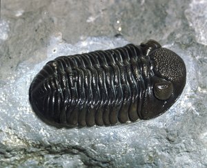 Tarih öncesi: trilobit Phacops Rana fosili (eklem bacaklılar). Paleozoyik Çağı, Devoniyen dönemi. Ohio, Amerika Birleşik Devletleri