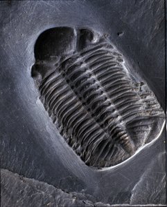 Tarih öncesi: trilobit Phacops Rana fosili (eklem bacaklılar). Paleozoyik Çağı, Devoniyen dönemi. Almanya