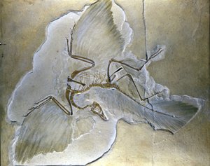 İlkel kuşlara Archaeopteryx deniyordu. Bavyera