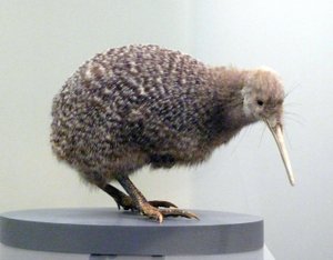 Örnek kuş dolması kivi (apterygides), uçamayan. Auckland Müzesi, Yeni Zelanda by Prehistoric Prehistoric