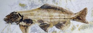 Mersin balığı fosil ayak izi, Alt Kretase (nesne) by Prehistoric Prehistoric