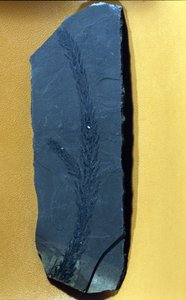 tarih öncesi: Glyptolepsis keuperiana, üst triyas döneminin kozalaklı fosili, mezozoik dönem. by Prehistoric Prehistoric