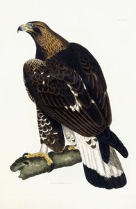 Genç Bir Altın Kartal