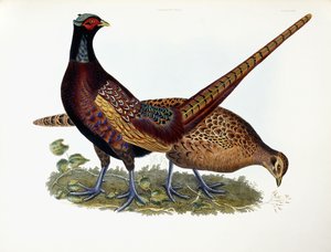 sülün