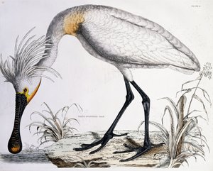 Beyaz Kaşıkçı, 1834