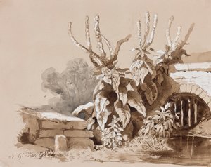 Bitkilerin hendekte incelenmesi, bir eğitmen tarafından yapılan eklemelerle, 1856 (kalem, sepya yıkama ve kağıt üzerine guaj) by Prince Gaetano Maria Federico di Borbone