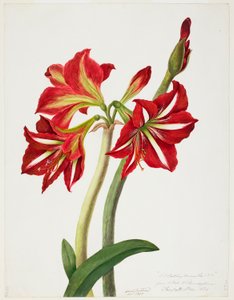 Bury EFSeedlingAmaryllus1819 MIA 6625150 by Priscilla Susan Bury