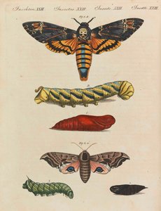 Çocuk Resimli Kitap Çocuk ansiklopedisi, Friedrich Johann Justin Bertuch, 1798-1830. by Pupils of the Weimar Princely Free