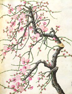 Şeftali çiçeği (kağıt üzerinde renkli) by Qing Dynasty Chinese School
