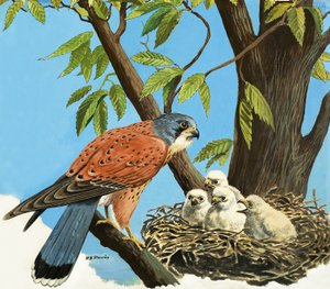  by R.B. Davis