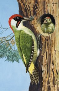  by R.B. Davis
