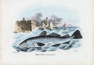 Atlantik Morina, 1863-79 by Raimundo Petraroja