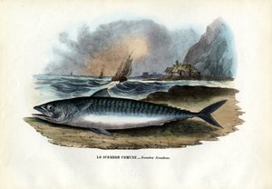Atlantik Uskumru, 1863-79 by Raimundo Petraroja