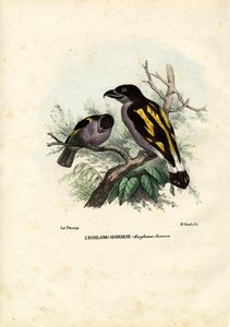 Geniş faturalar, 1863-79 by Raimundo Petraroja