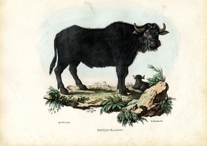 Bufalo, 1863-79 by Raimundo Petraroja