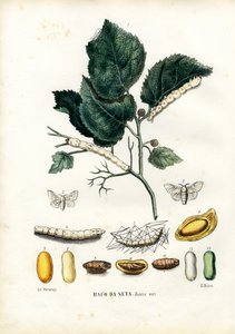Kelebekler, 1863-79