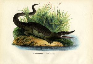 Kayman, 1863-79 by Raimundo Petraroja