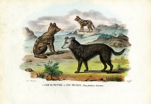 köpekler by Raimundo Petraroja