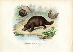 Ördek Gagalı Platypus, 1863-79 by Raimundo Petraroja