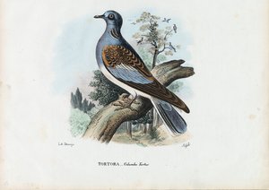 Avrupa Kaplumbağa Güvercini, 1863-79 by Raimundo Petraroja