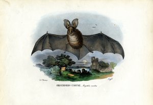 Gri Uzun Kulaklı Yarasa, 1863-79 by Raimundo Petraroja