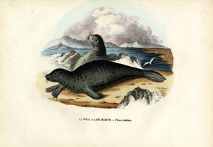 ಹಾರ್ಬರ್ ಸೀಲ್, 1863-79 ಟರ್ಕ್ by Raimundo Petraroja