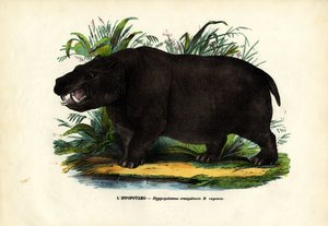 Su aygırı, 1863-79 by Raimundo Petraroja