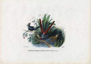 ಹಮ್ಮಿಂಗ್ ಬರ್ಡ್ಸ್, 1863-79 ಟರ್ಕ್ by Raimundo Petraroja