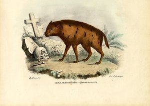 ಲಾಫಿಂಗ್ ಹೈನಾ, 1863-79 ಟರ್ಕ್ by Raimundo Petraroja