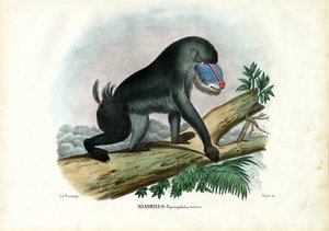 Mandril, 1863-79