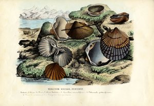 Midye, 1863-79