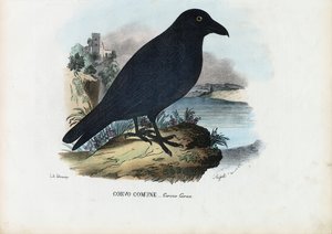 Kuzgun, 1863-79 by Raimundo Petraroja