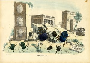 Bokböceği Böcekleri, 1863-79