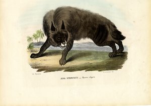 Çizgili Sırtlan, 1863-79 by Raimundo Petraroja